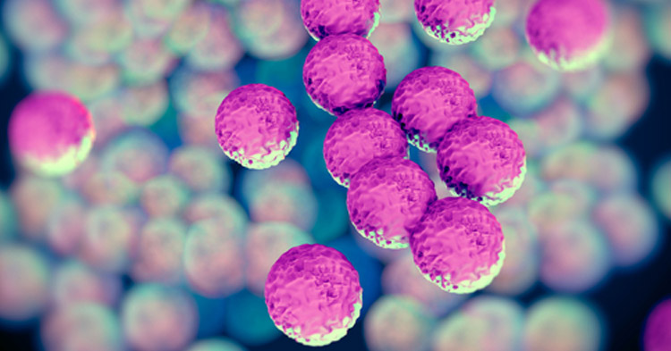 La bacteria del Staphylococcus aureus 