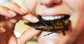 Comer insectos no es tan extraño: lo hemos heredado de nuestros antepasados