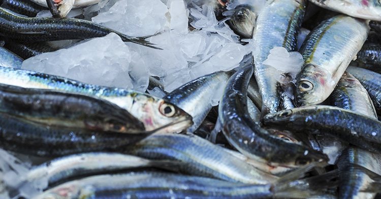 Asesoramiento higiénico sanitario para la habilitación de una planta de pesca artesanal