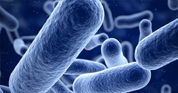 ¿Qué es la bacteria de Clostridium?