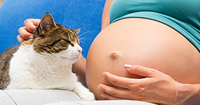 ¿Qué es la toxoplasmosis?