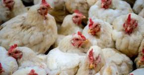 influenza-aviar-se-mantienen-vigentes-las-medidas-de-prevención-por-la-emergencia-sanitaria